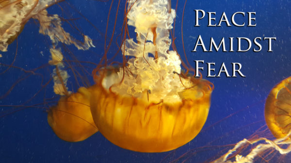 Peace Amidst Fear